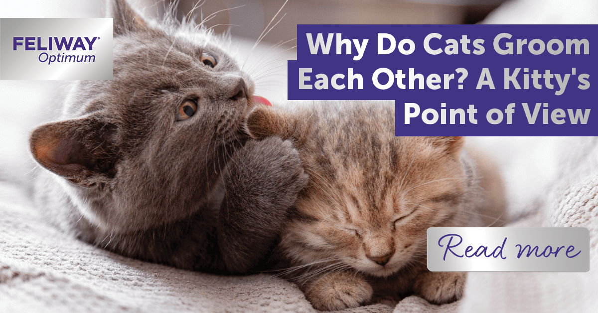 Why Do Cats Groom Each Other? A Kitty's Point of View